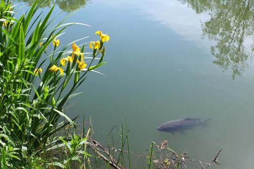 Brickyard Fishery-carp-near-lake-surface3