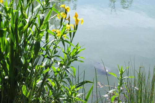 Brickyard Fishery-carp-near-lake-surface4