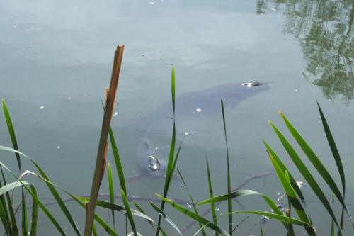 Brickyard Fishery-carp-near-lake-surface5