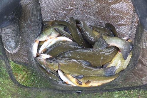 Brickyard Fishery-fish-in-net