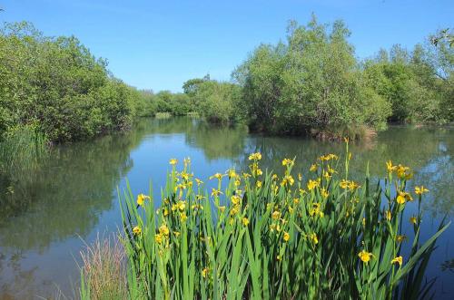 Lakes at Brickyard Fishery Ripon