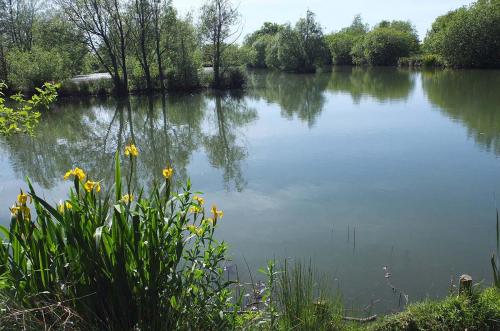 Lakes at Brickyard Fishery Ripon