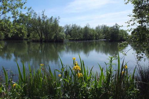 Lakes at Brickyard Fishery Ripon