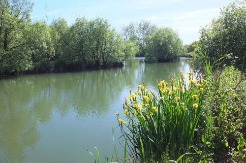 Lakes at Brickyard Fishery Ripon