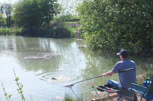 Landing a fish at Brickyard Fishery Ripon